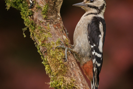 Great Spotted Woodpecker (juvenile)