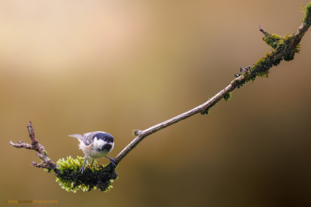 Coal Tit