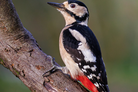 Great Spotted Woodpecker ♀️