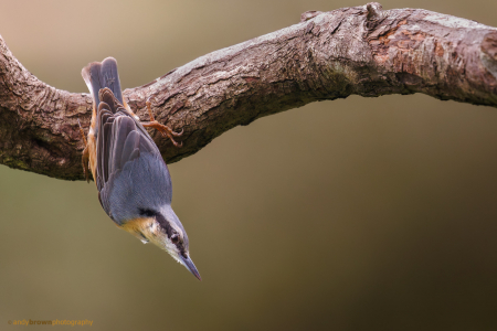 Nuthatch