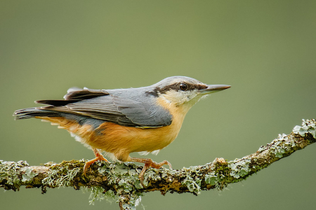 Nuthatch