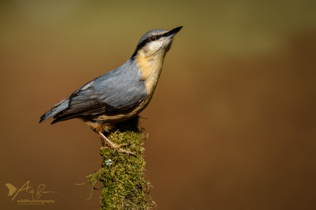 Nuthatch