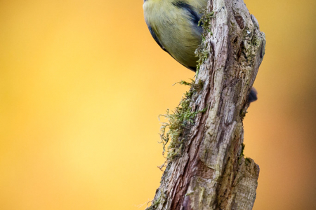 Blue Tit