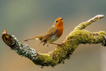Robin