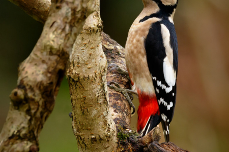 Great Spotted Woodpecker