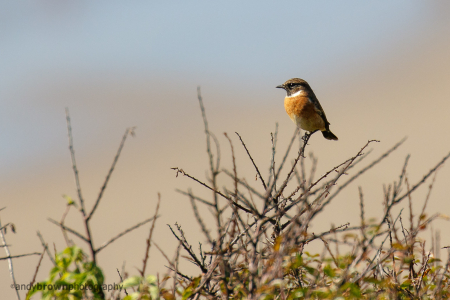 Male Stonechat