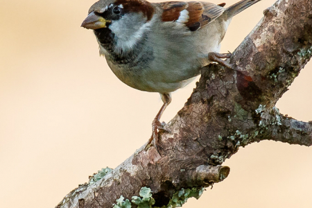 House Sparrow