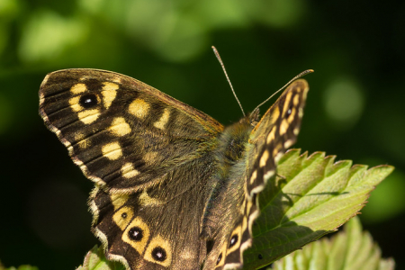 Speckled Wood