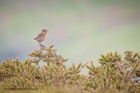 Stonechat (female)
