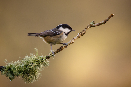 Coal Tit