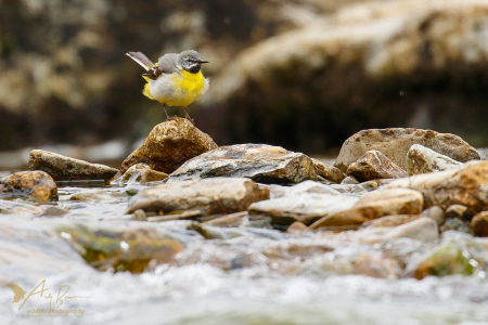 Grey Wagtail (j)