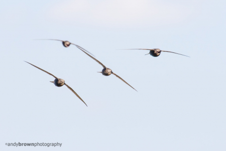Swifts