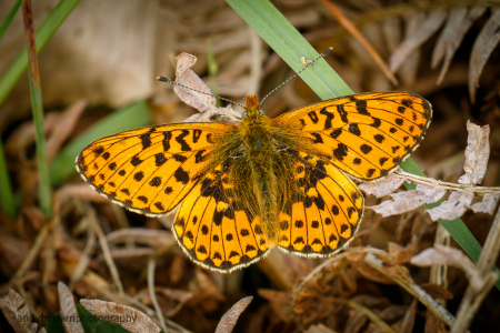 Pearl-bordered Fritillary