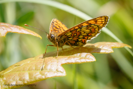 Heath Fritillary