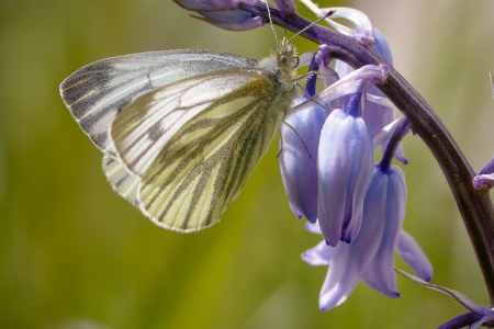 Green-veined White