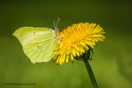 Brimstone on Dandelion