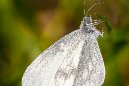 Wood White
