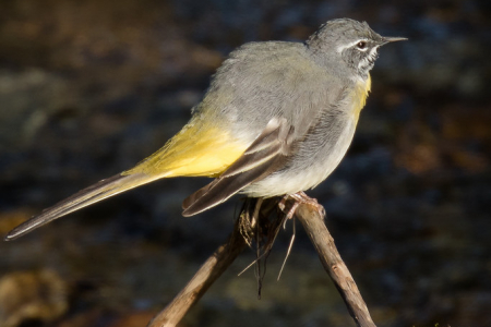 Grey Wagtail