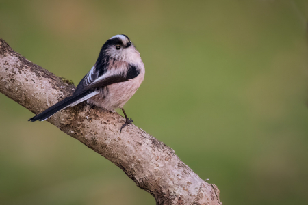 Long-tailed Tit