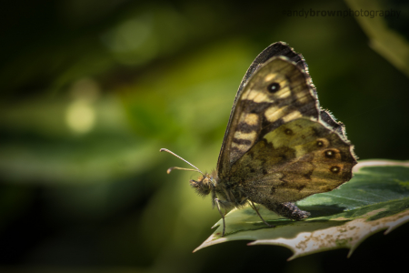 Speckled Wood Butterfly