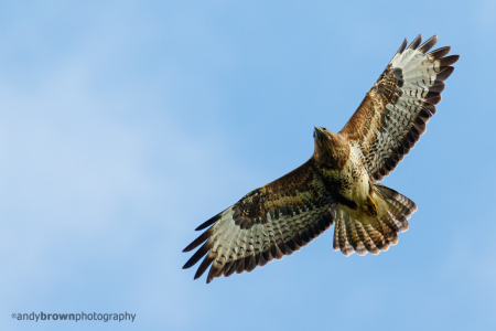 Buzzard