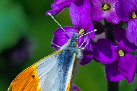 Orange Tip