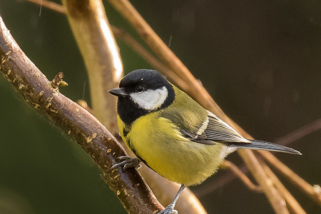Great Tit in the rain