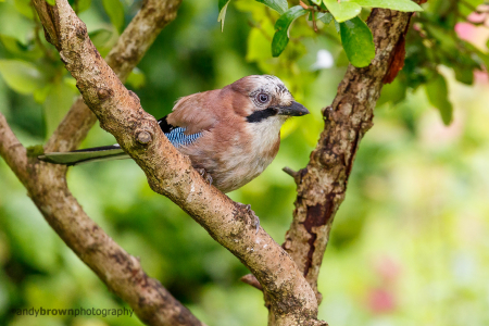 Jay (Explored 10 July 2016)