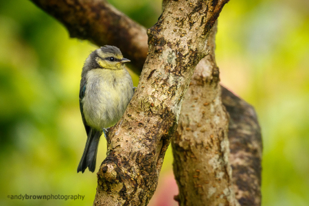 Blue Tit (juvenile)