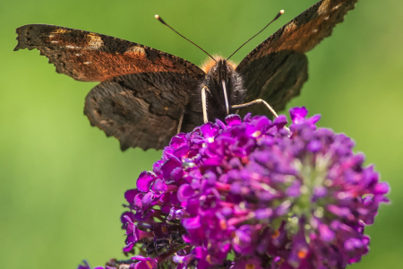 Peacock & Buddleia