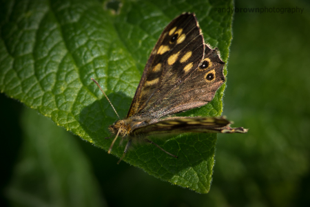 Speckled Wood Butterfly