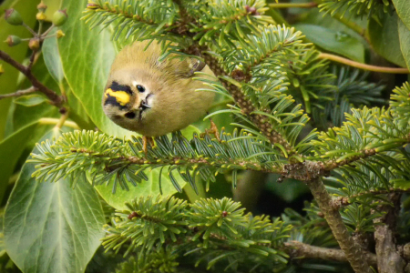 Goldcrest