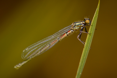 Large Red Damselfly (Explored 12 May 2016)