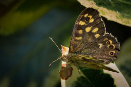 Speckled Wood Butterfly