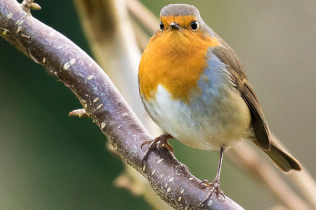 Robin