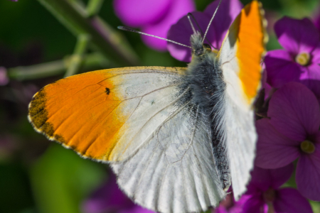 Orange Tip