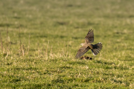 Mistle Thrush landing