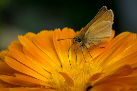 Small Skipper