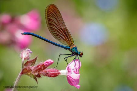 Beautiful Demoiselle (m) (Explored 7 June 2016)