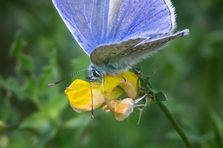 Common Blue (Male)