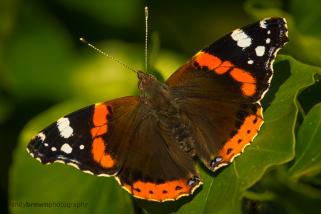 Red Admiral