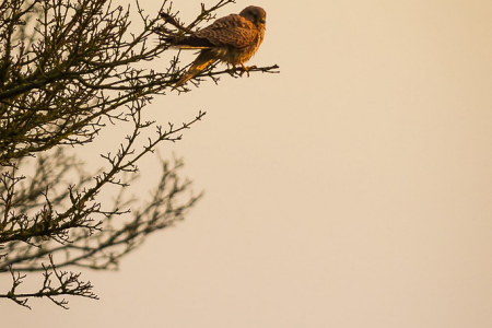 Morning Kestrel