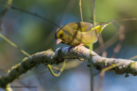 Greenfinch (male)