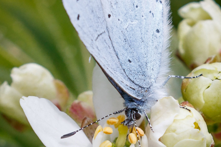Holly Blue (male)