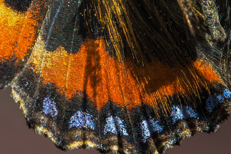 Small Tortoiseshell