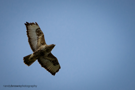 Buzzard