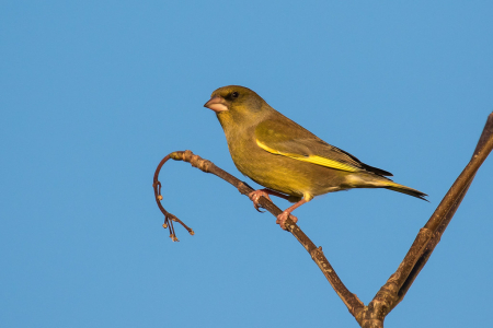 Greenfinch (male)