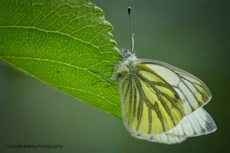 Green-veined White