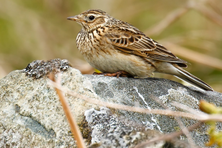 Skylark
