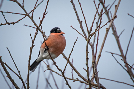 Male Bullfinch